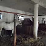 Torony Lovarda Maganszallas * Kiskunfelegyhaza